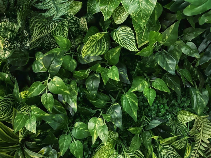 the wall is covered in green foliage