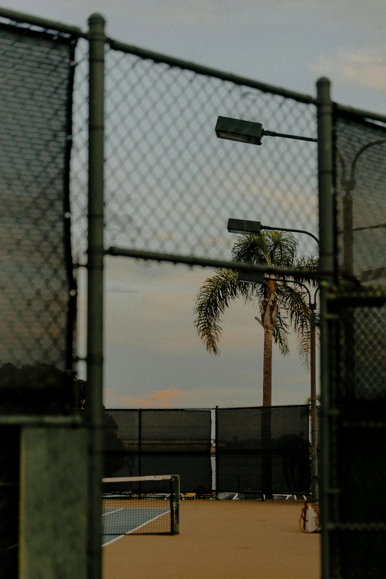 view of palm tree through a chain link fence