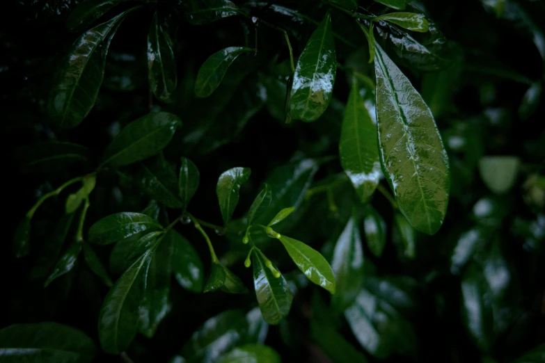 a green plant with water drops on its leaves