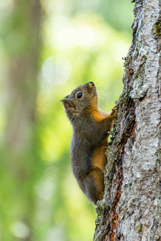 a squirrel standing on its hind legs in the bark of a tree