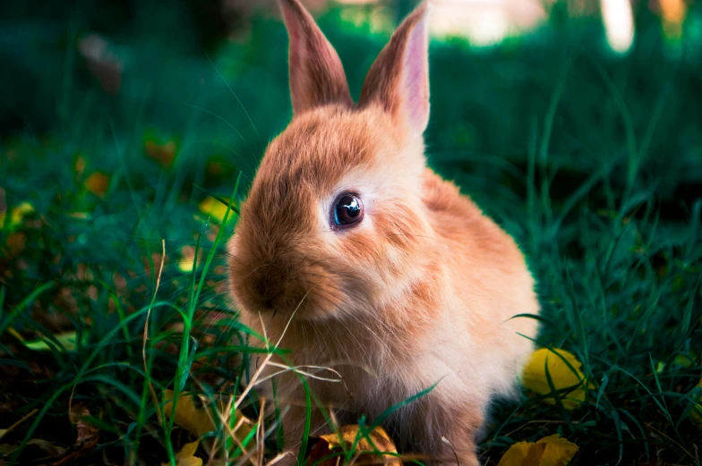 a close up of a bunny rabbit in the grass