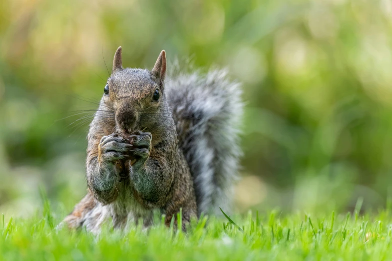 a squirrel eating a nut while standing in the grass