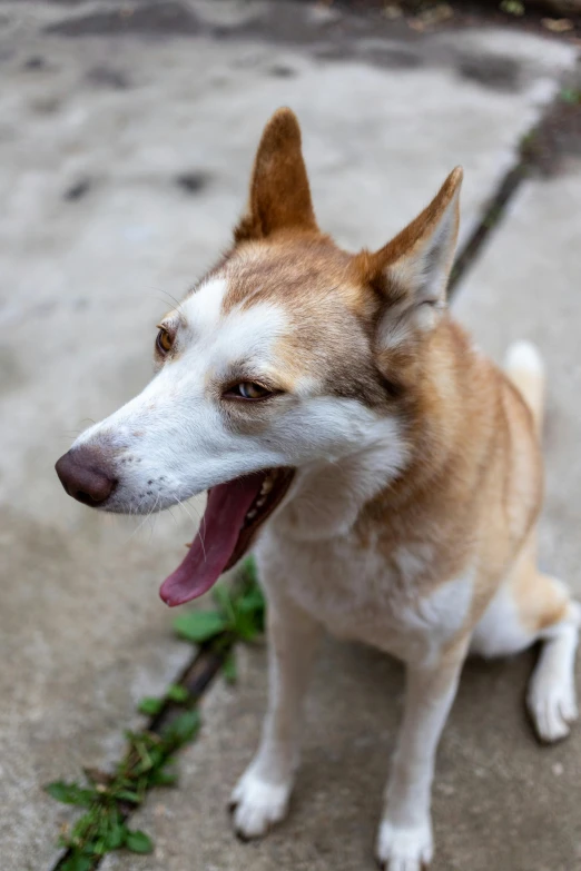 a dog with brown eyes and white nose is looking up