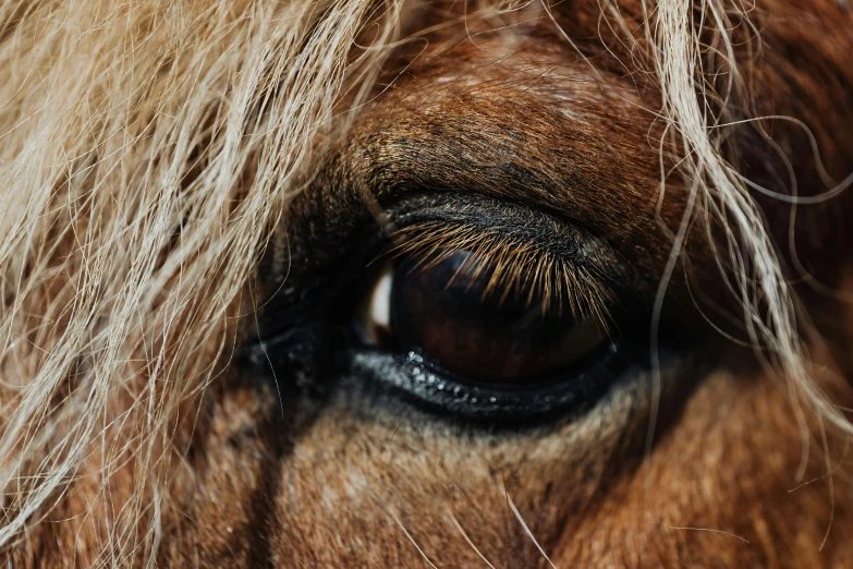 a close up image of a brown horse's eye