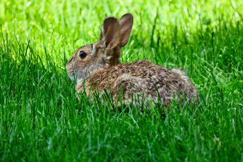 a rabbit that is sitting in the grass