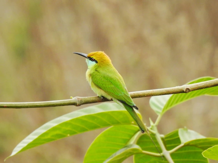 a yellow and green bird perched on a nch