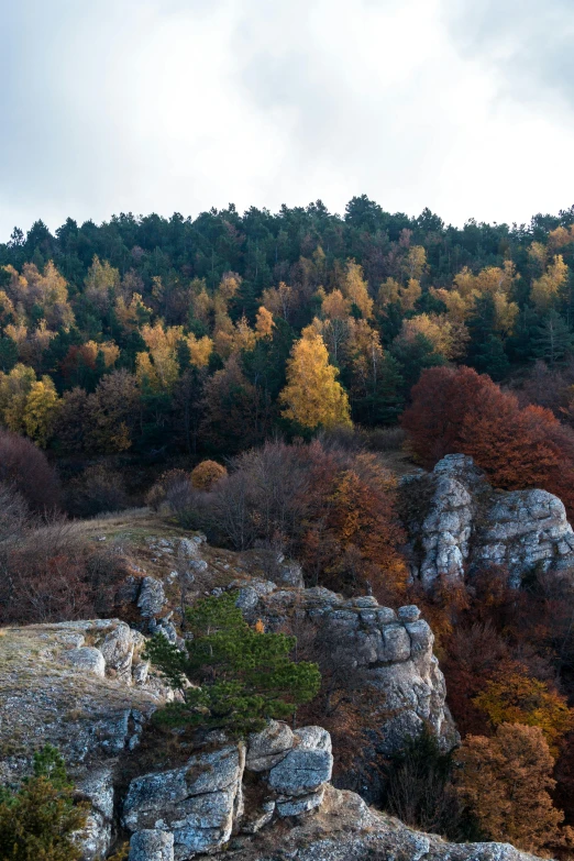 there is a mountain in the distance with trees