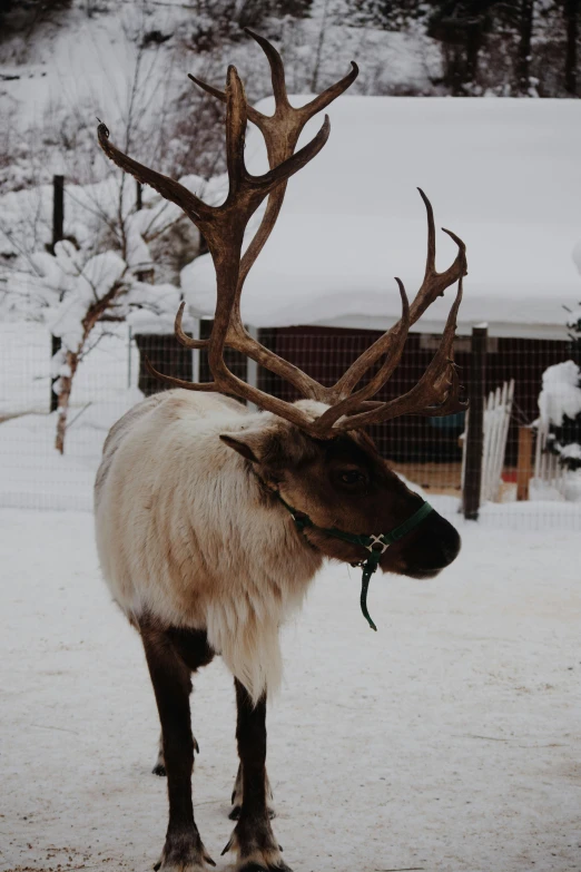 there is a large horned animal walking across the snow