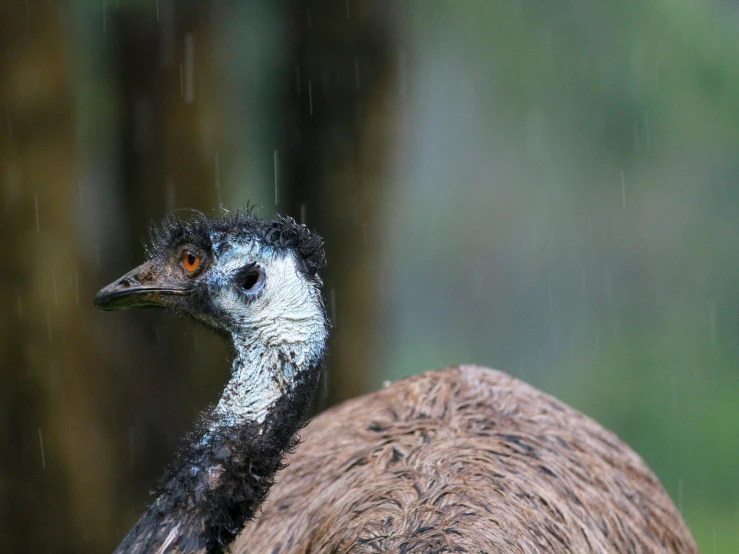 a large bird with a white head standing in the rain