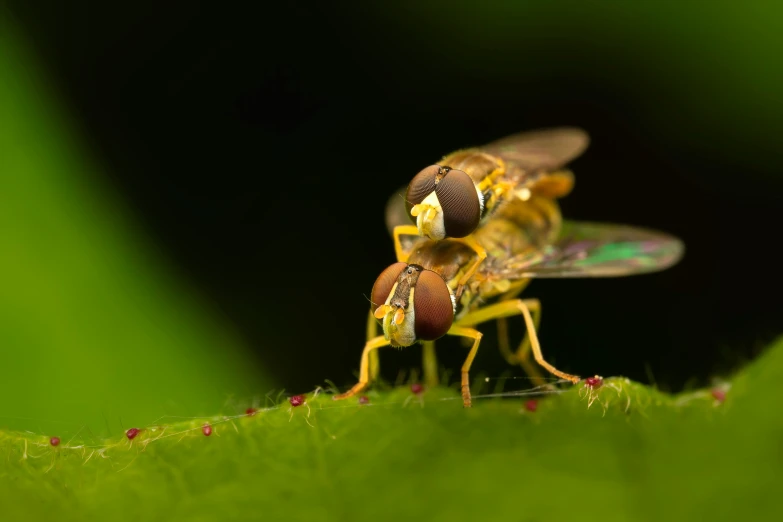 the two bees are sitting together on the green leaf