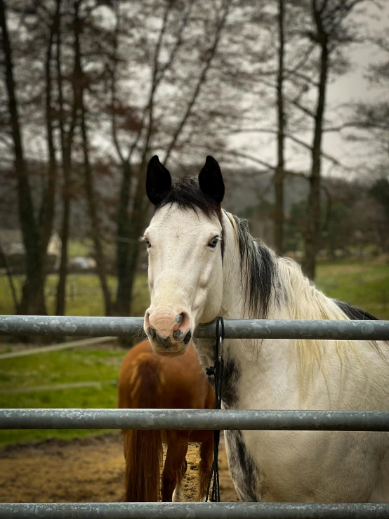 two horses behind a fence in a park