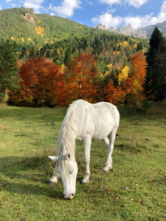 white horse standing in a field and some trees