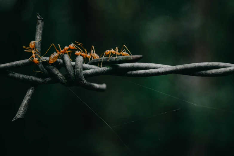 an image of many small orange insects on a barbwire
