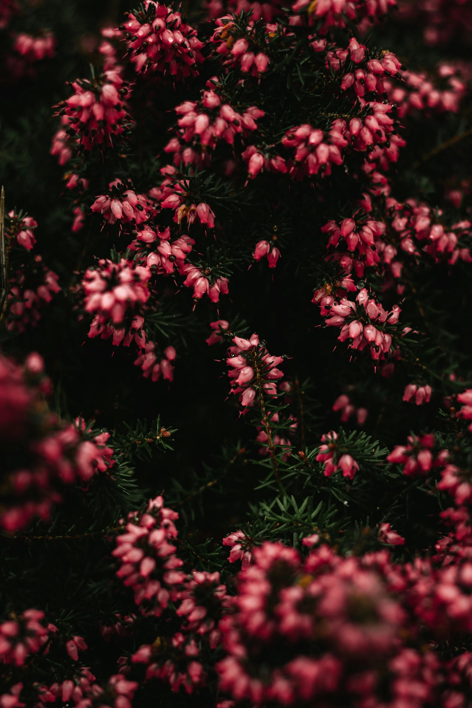 a tree with lots of pink flowers in it