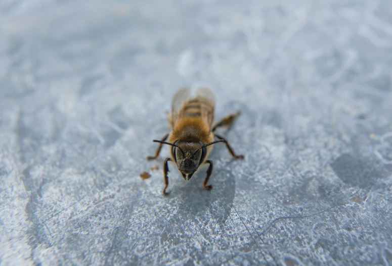 a brown fly with black eyes and head