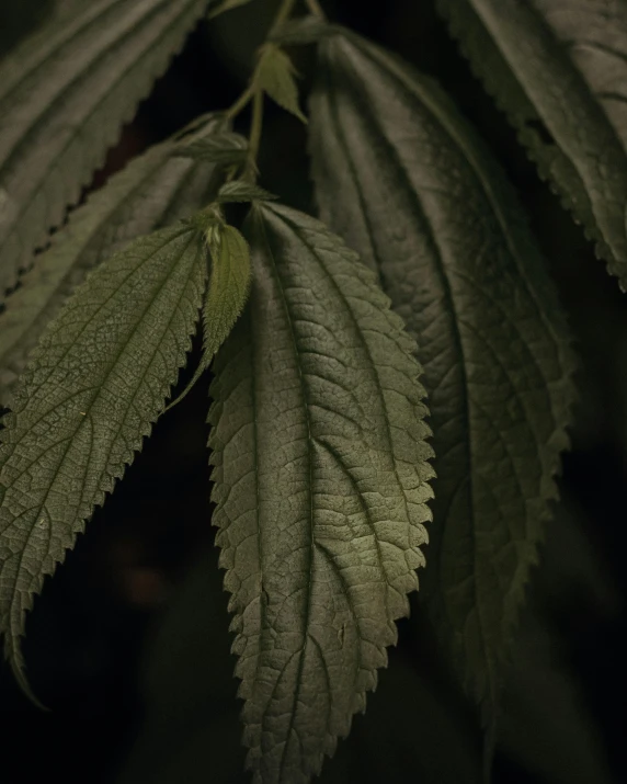 the leaves of the plant in a dark area