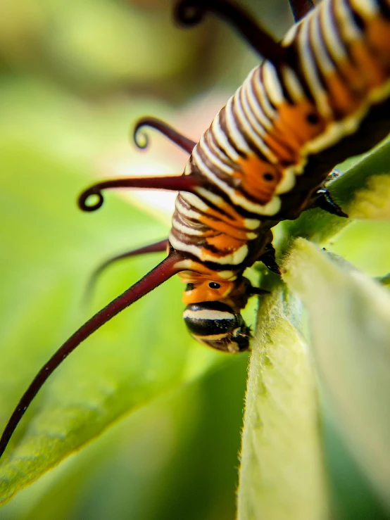 the insect is sitting on the leaf on it's back