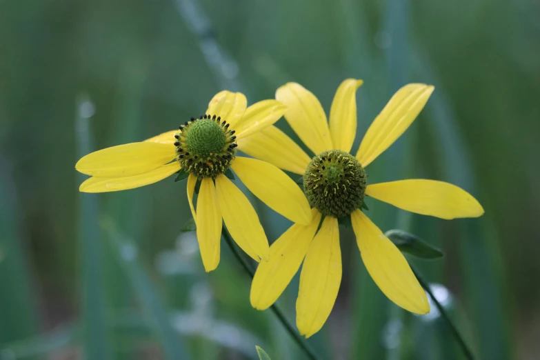 two yellow flowers blooming on the stem of grass