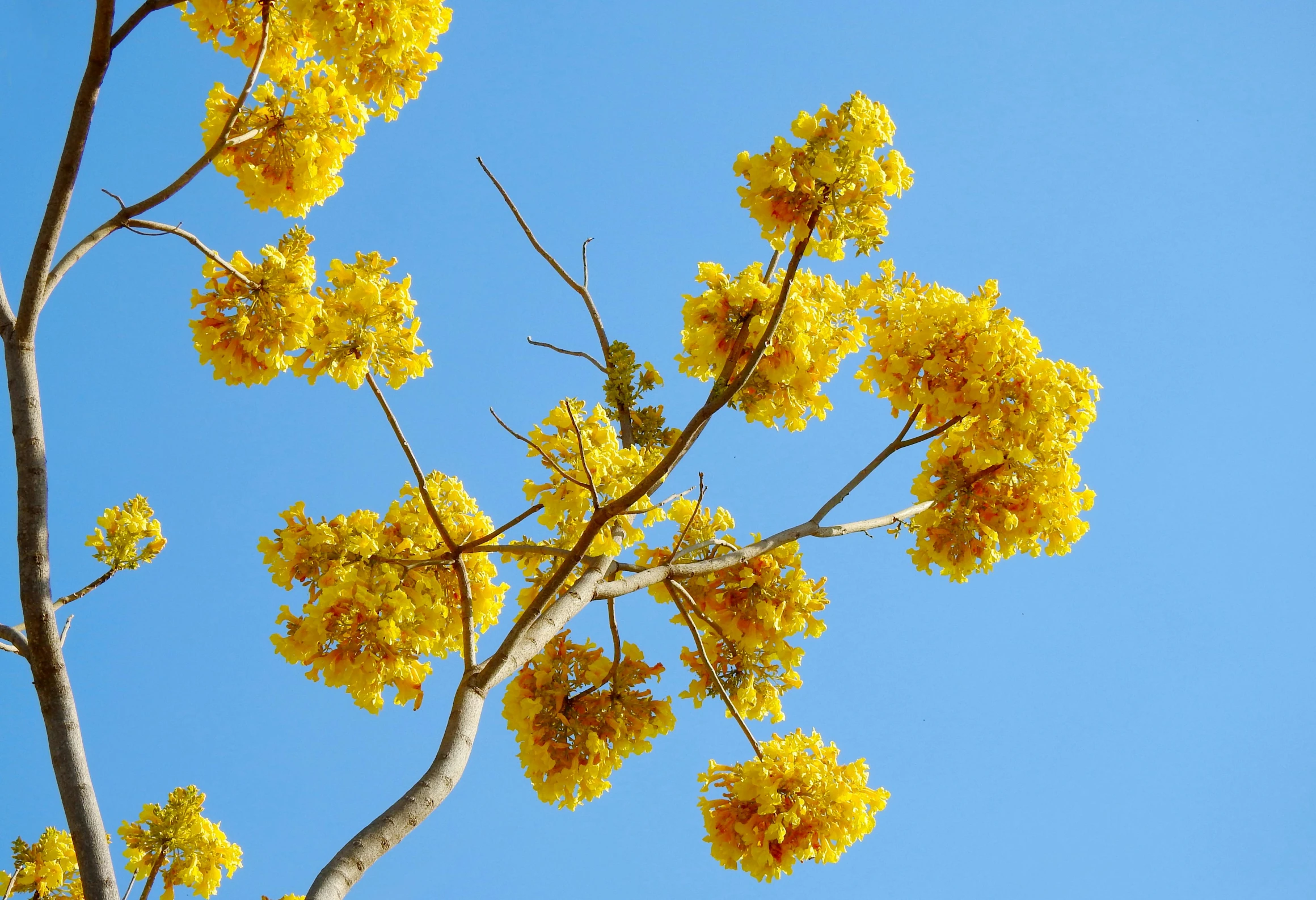 yellow flowering tree in front of a clear blue sky