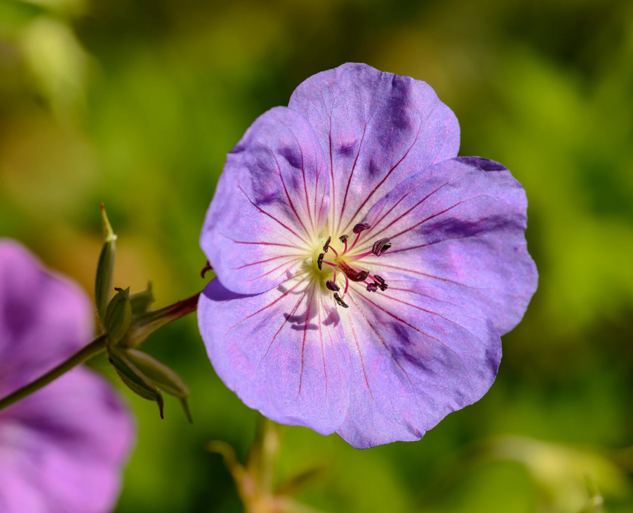 a close up po of a purple flower with its petals