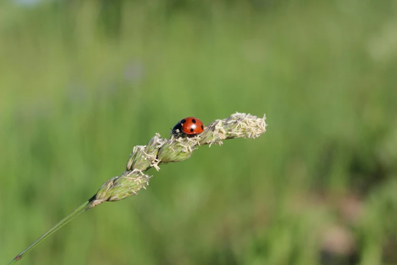 a red lady bug sitting on top of a weed