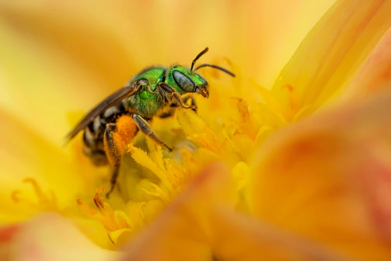 a close up of a bee with green wings
