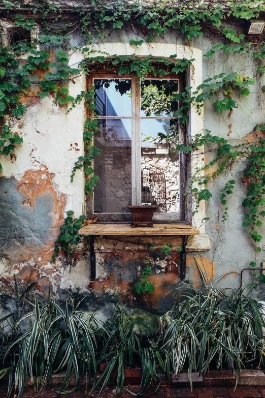 a bunch of plants are growing next to a window