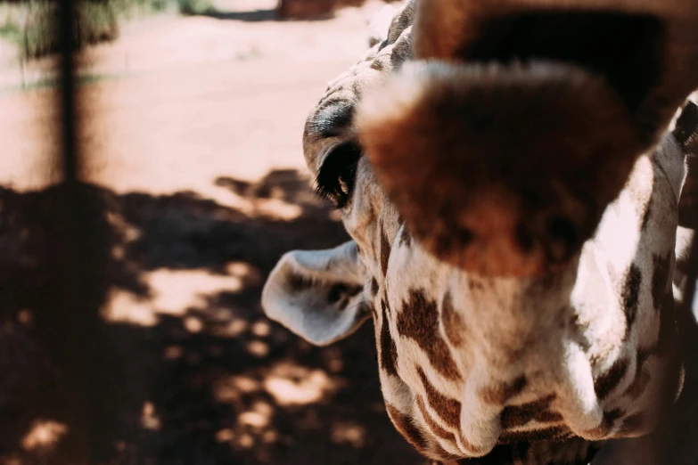 a close up view of the back end of a giraffe's head