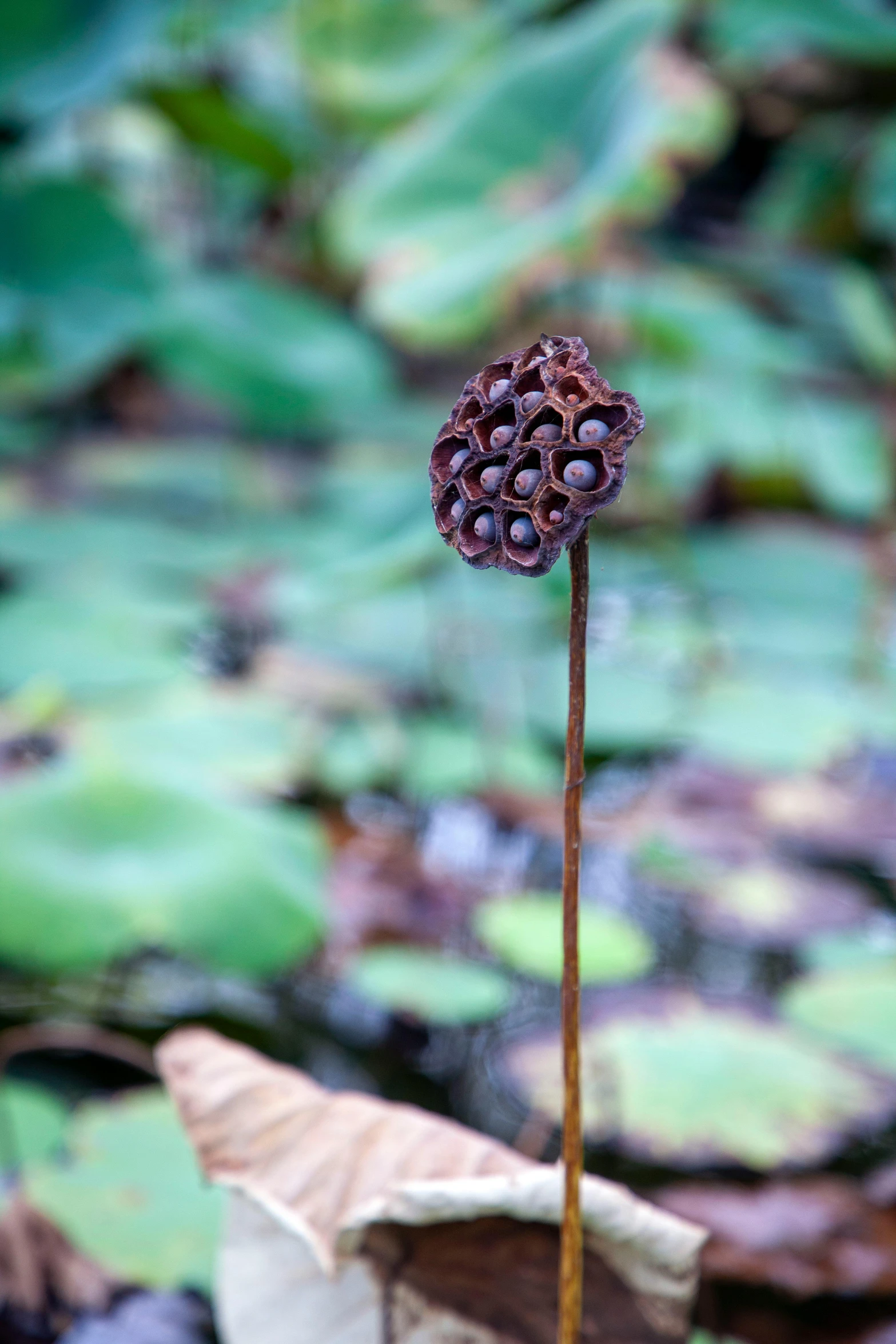 a single pink flower is in the foreground and behind it is green, leafy foliage