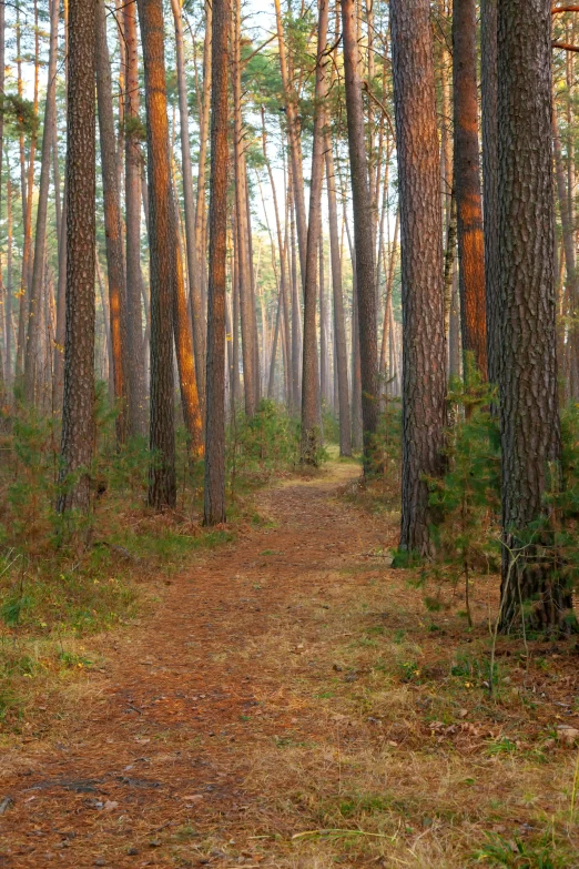 trail through a pine forest with sunlight shining through