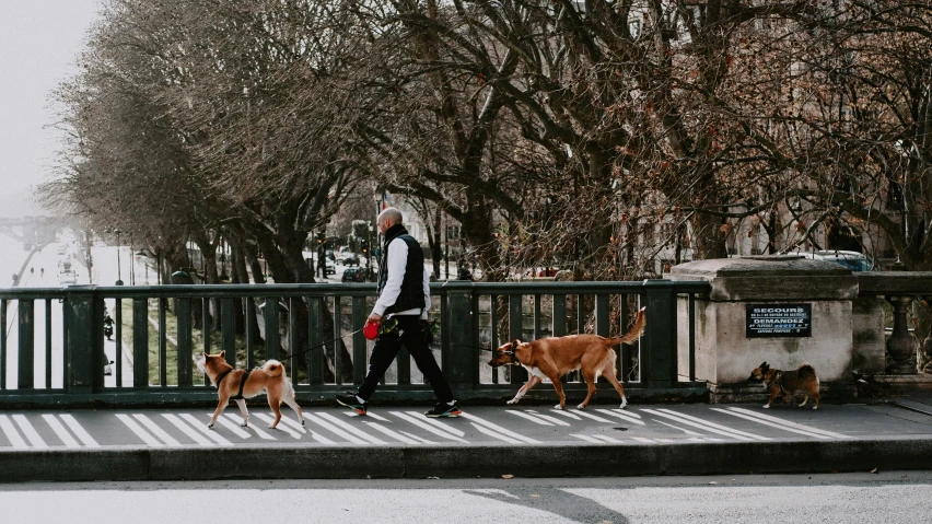 three dogs and a man walking on a bridge