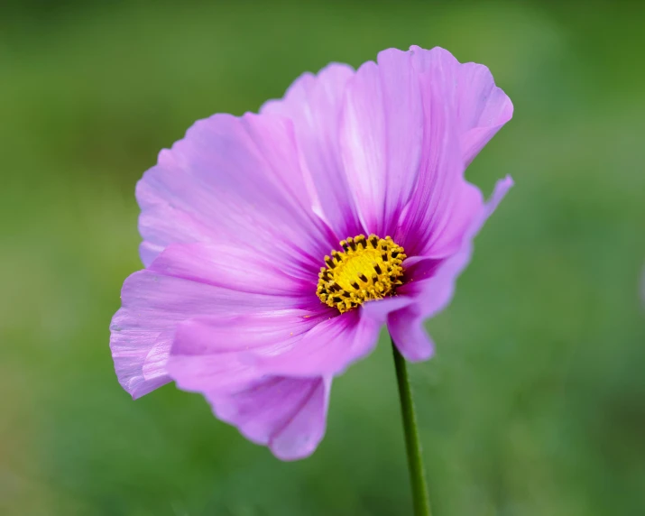 a close up of a very pretty flower in a field