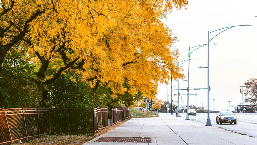 a large yellow tree near a street in the fall
