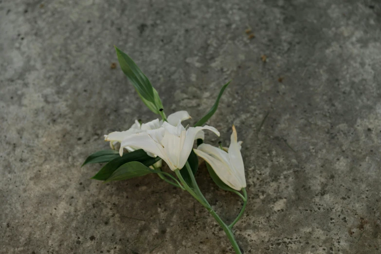 a white flower is sitting on some cement