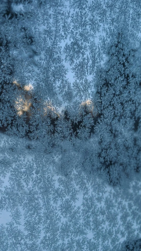 frosted glass that is next to trees