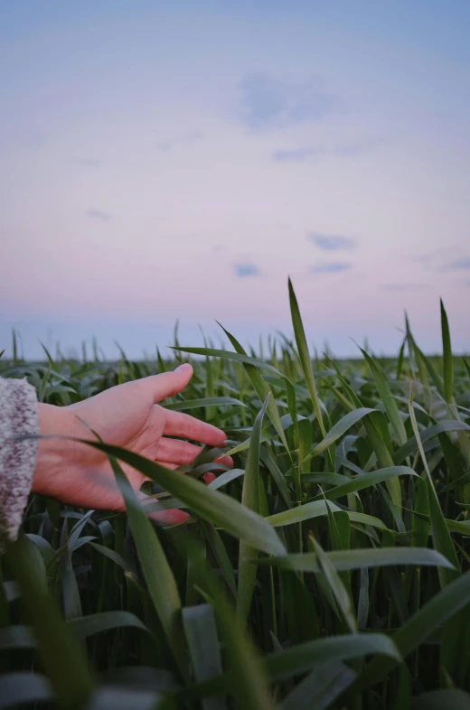 someone holding the hand of another hand in a field