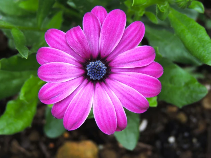 a very pink flower with some green leaves