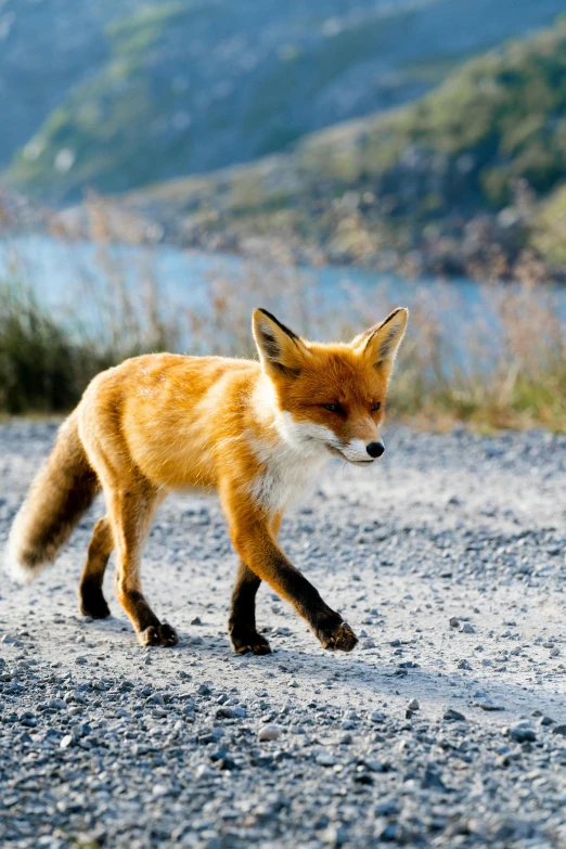 a small red fox running across the ground