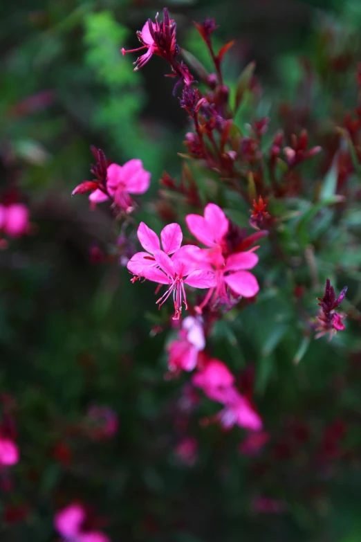 some very pretty pink flowers on the bush