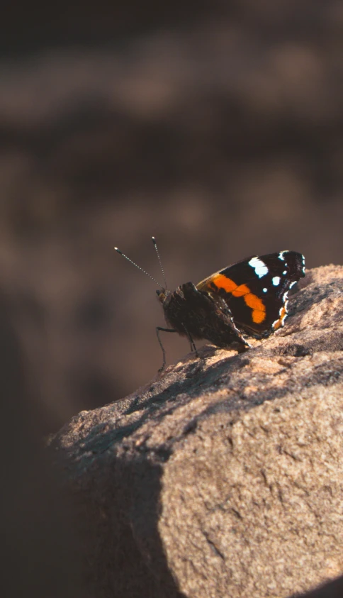 a small orange and black erfly perched on the rock