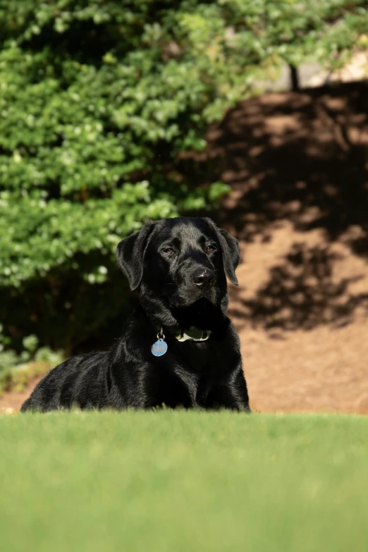 a black dog sitting in the grass on a sunny day