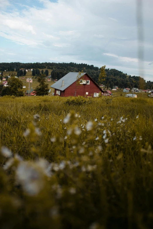 the green and brown flowers are blowing in the wind