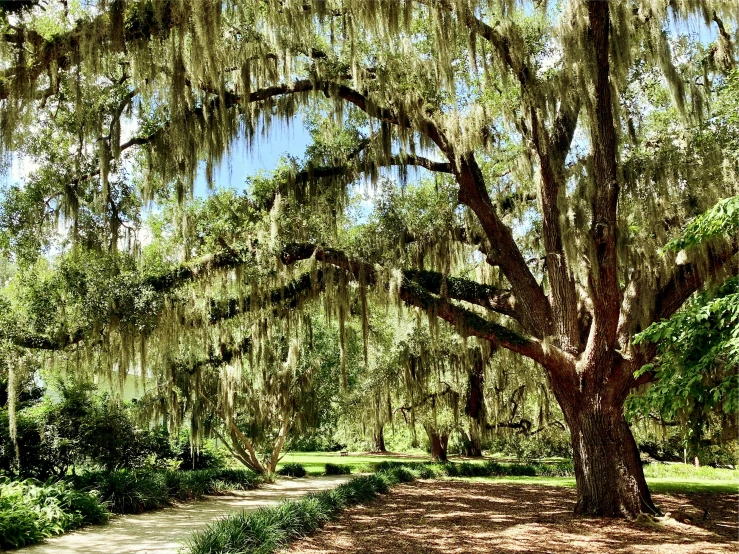 the path under the trees are covered with moss