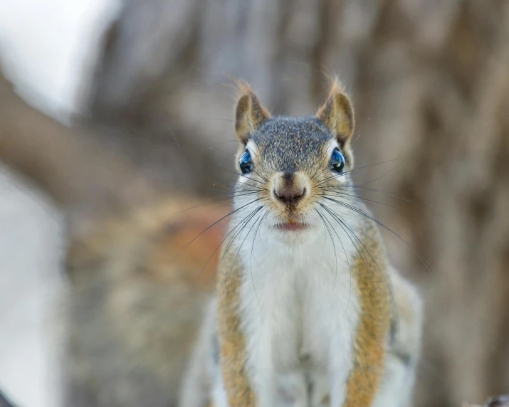 a little squirrel looking at the camera in the woods