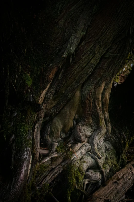 a group of trees sitting next to each other in the dark