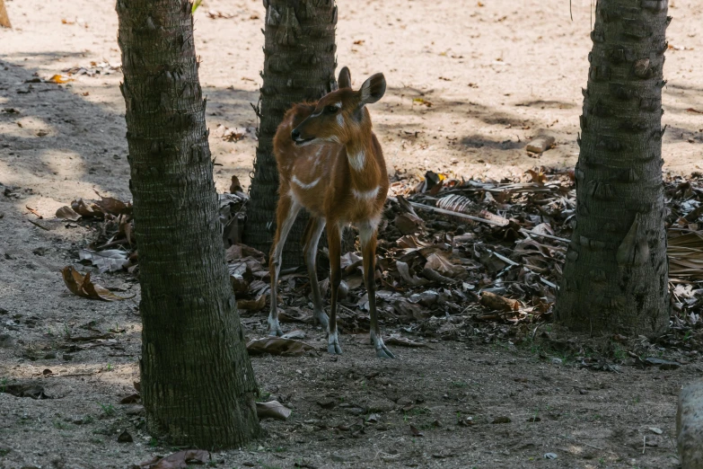 the deer is running down the path between the trees