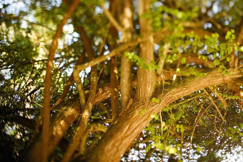 the nches and leaves of a large tree