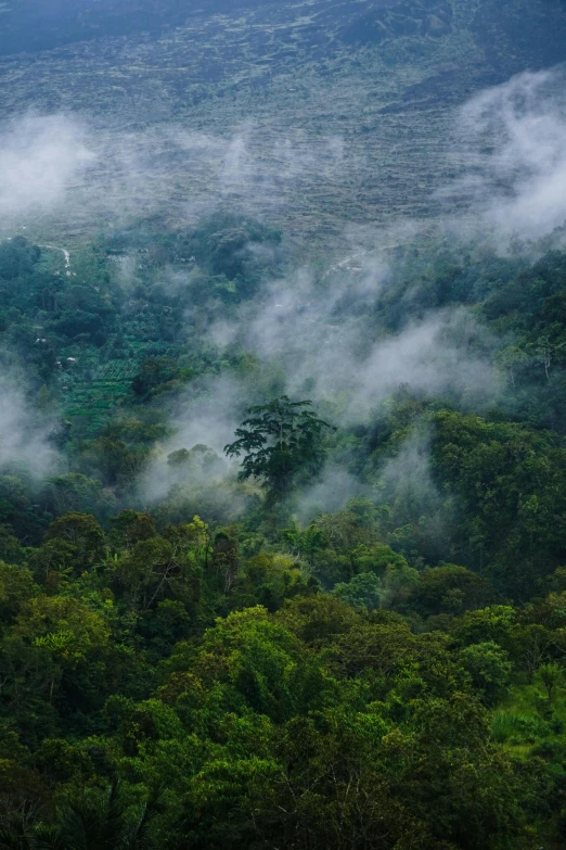 a group of elephants on top of a mountain surrounded by trees