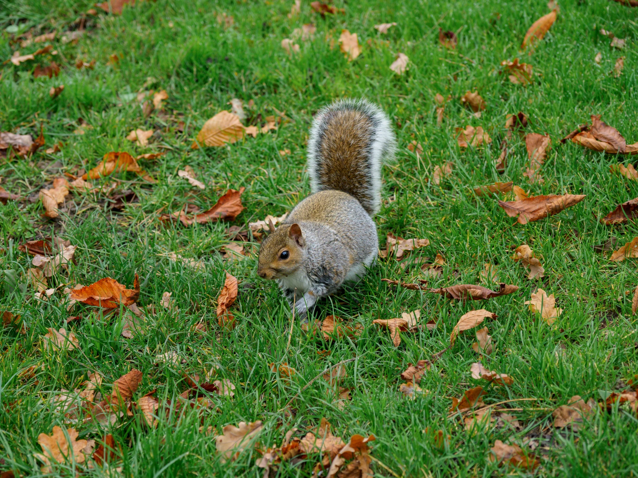 a small squirrel standing on top of grass next to leaves