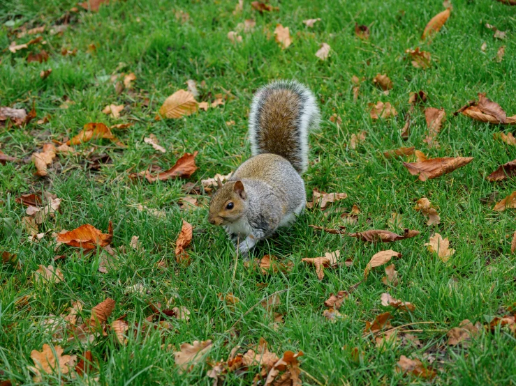 a small squirrel standing on top of grass next to leaves